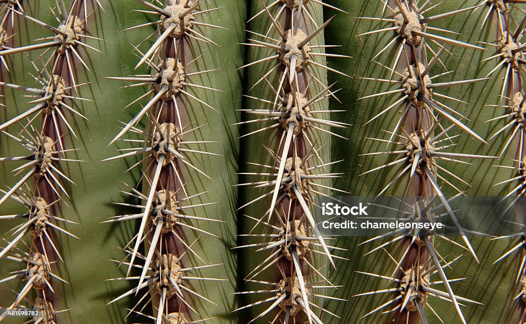 Cactus A cactus plant growing in the desert. 2015 Stock Photo
