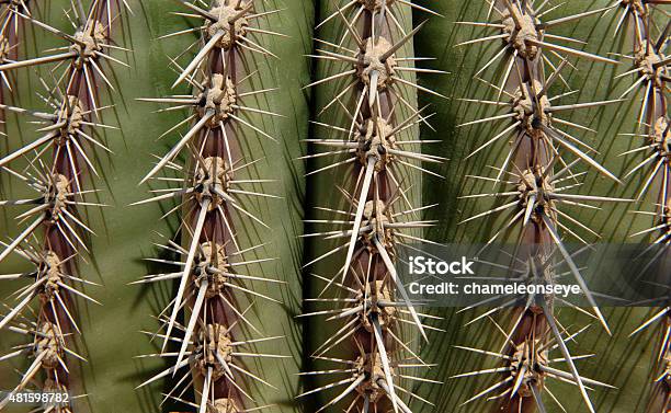 Cactus Stock Photo - Download Image Now - 2015, Agriculture, Botany