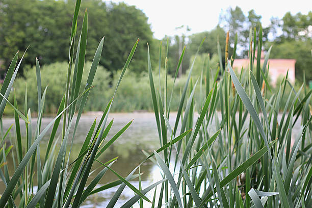 istock cane on the background of the pond 481599312