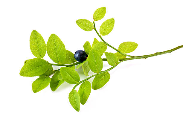 istock Berry of whortleberry 481599316