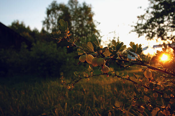 istock Berries on the prickly bushes 481602562