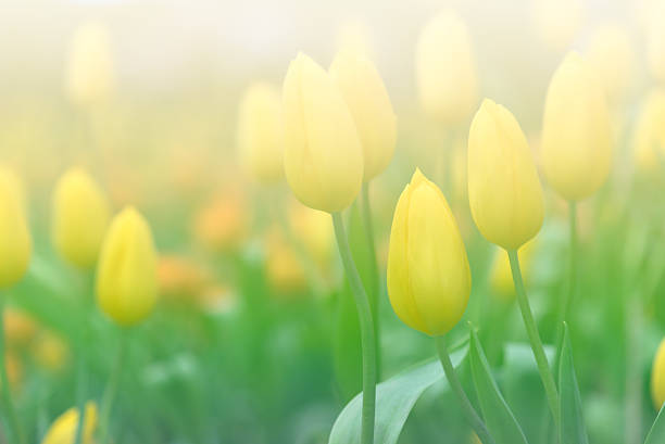 istock Abstract of Tulip Field 481602606