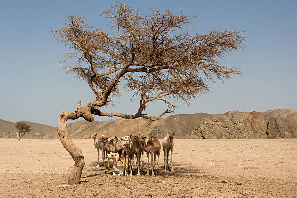 istock camels resting under the acacia tree 481603060