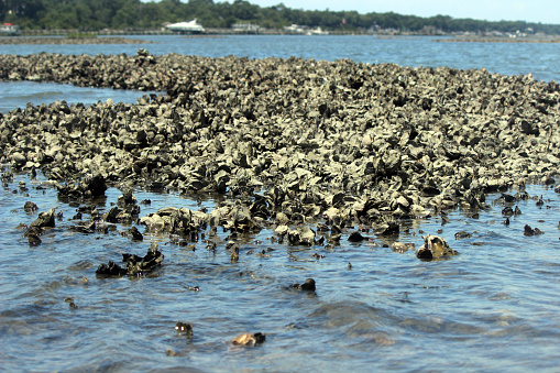 Oyster bed at low tide photographed at the Intracoastal Waterway on the North Carolina coast.