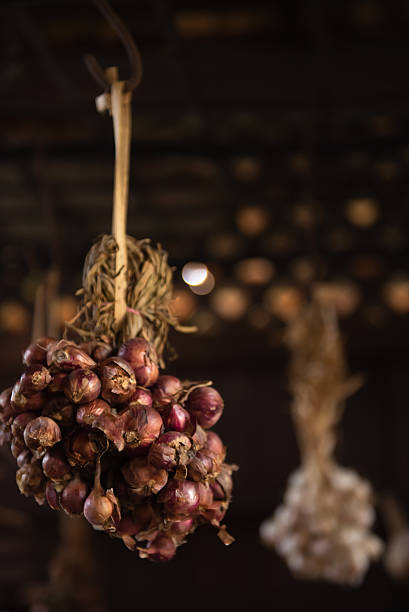 Shallot in Vintage Color