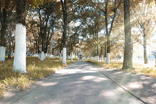 istock landscape park in the city summer 481604592