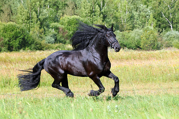istock Black horse galloping in a green field 481604606