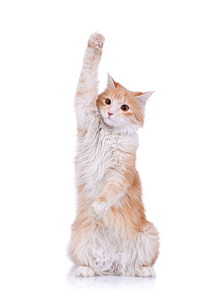 istock cute red and white cat waving 481605255