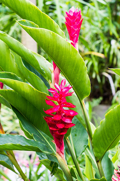 istock Alpinia galanga 481605490