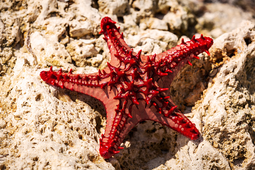 starfish on a stone caught starfish