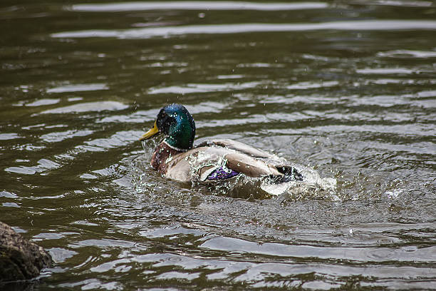 istock Erpel bathing in the water 481608136