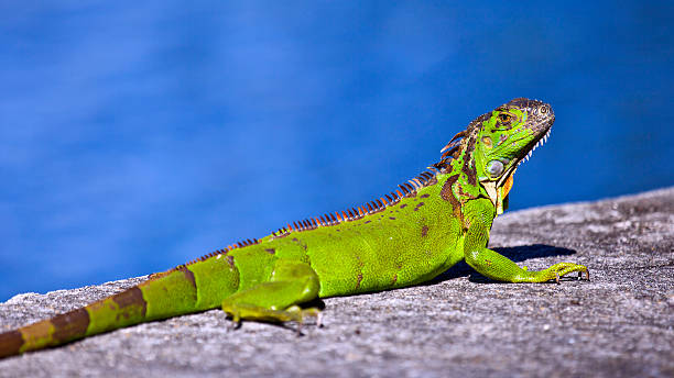 istock Green Iguana (Iguana iguana) with blue water in background 481608563