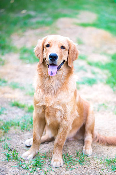 istock Golden Retriever 6 month old puppy 481608868