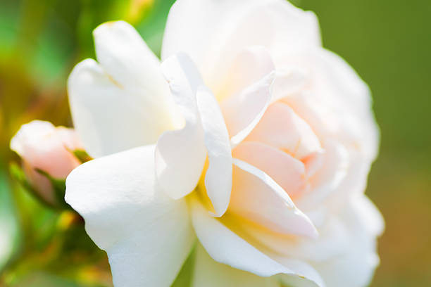 istock Close up of historical white Rose, Fabulous 481608982