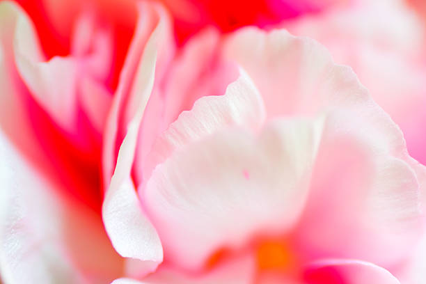 istock Close up of pink carnation 481609014