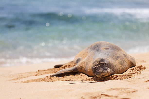 istock monk seal at kauai 481609684