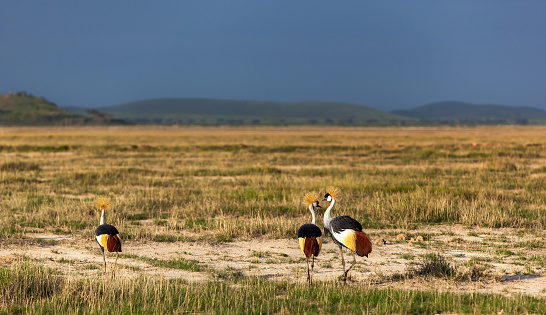 Grey Crowned Crane in the savannah of Masai Mara, Kenya, birds of Kenya, crowned, masai, mara, birds, kenya, white, grey, park