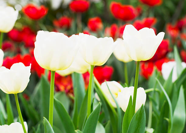 Close up of White Tulips flowers blooming stock photo
