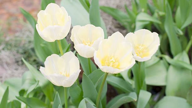 Group of Tulips blooming background stock photo