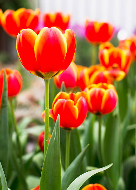 Orange and Yellow Tulips flower blooming with close up backgroun stock photo