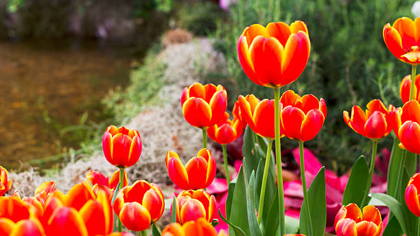 istock Orange and Yellow Tulips flower blooming 481611350