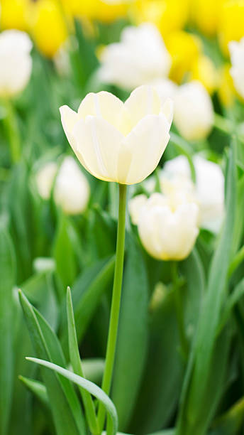 White Tulips blooming in nature background stock photo