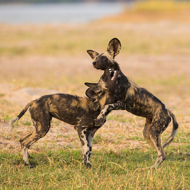 istock African Wild Dog puppies at play 481611448