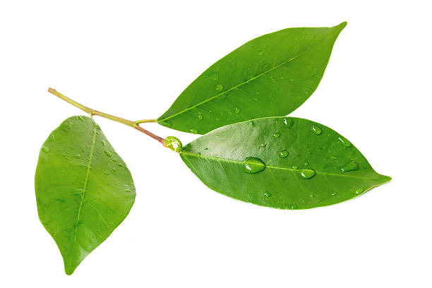 citrus hojas y gotas aislado sobre un fondo blanco - limones verdes fotografías e imágenes de stock