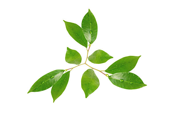 istock Citrus leaves with drops isolated on a white background 481611500