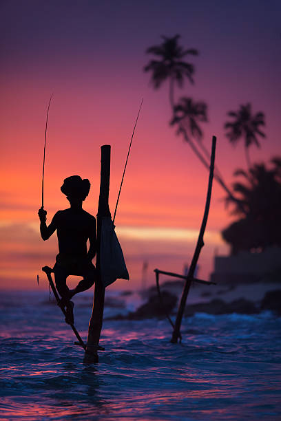 Sri Lanka's Stilt Fisherman. Sri Lanka's Stilt Fisherman. Fishing on stilt is very common in many Asian countries, but most of all - in Sri Lanka, in the Ahangama village. southern sri lanka stock pictures, royalty-free photos & images