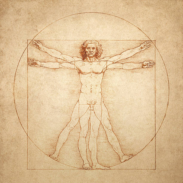 vitruvian man by leonardo da vinci - fizyoloji stock illustrations