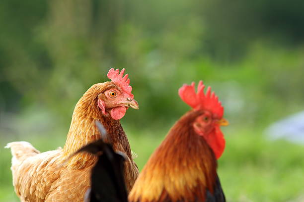 istock hen and rooster over green background 481616042