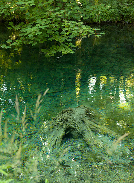 Transparent water of Plitvice Lakes