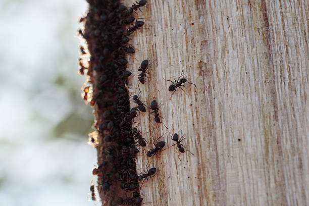 istock Black garden ants Lasius niger on paper mulberry tree 481616224