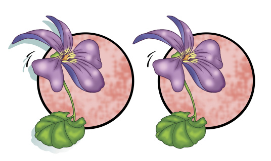 An illustration of viola flower in all its beauty. It's also called violet.