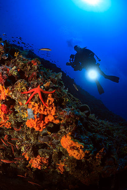 istock Scuba diving - Underwater photographer 481618397