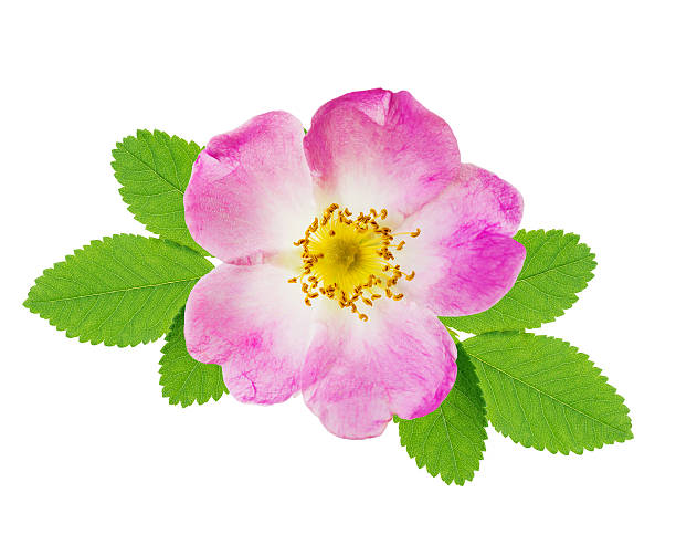 Wild rose Pink flower of wild rose with green leaves isolated over white background rosa canina stock pictures, royalty-free photos & images