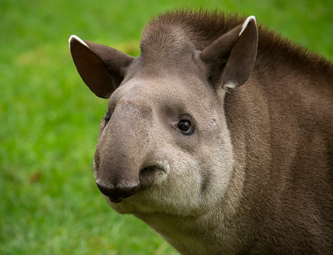 Closeup portrait of a tapir looking into the camera.