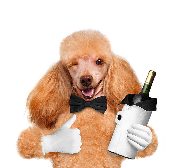 istock Dog with a bottle of wine on a white background 481619499
