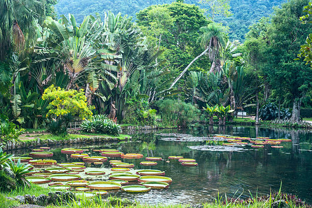 botanischer garten rio de janeiro, brasilien - lotus outdoors nature botany stock-fotos und bilder