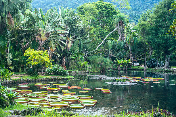 Botanical Garden of Rio de Janeiro, Brazil Victoria Regia - the largest water lily in the world, Botanical Garden of Rio de Janeiro, Brazil botanical garden stock pictures, royalty-free photos & images