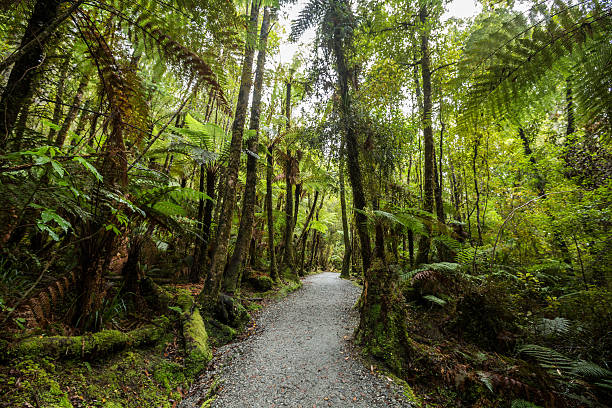 nativo bush della nuova zelanda - the catlins foto e immagini stock