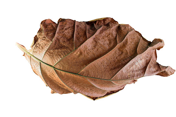 istock Big dry  leaf art nature isolated on white background. 481622436