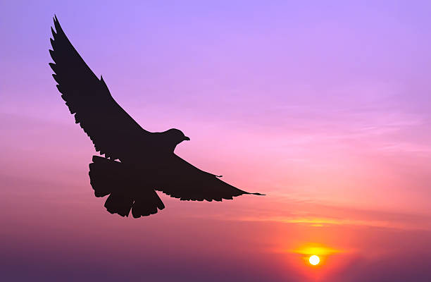 istock Silhouetted seagull flying at colorful sunset 481622454
