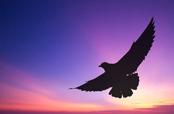 istock Silhouetted seagull flying at colorful sunset 481622458