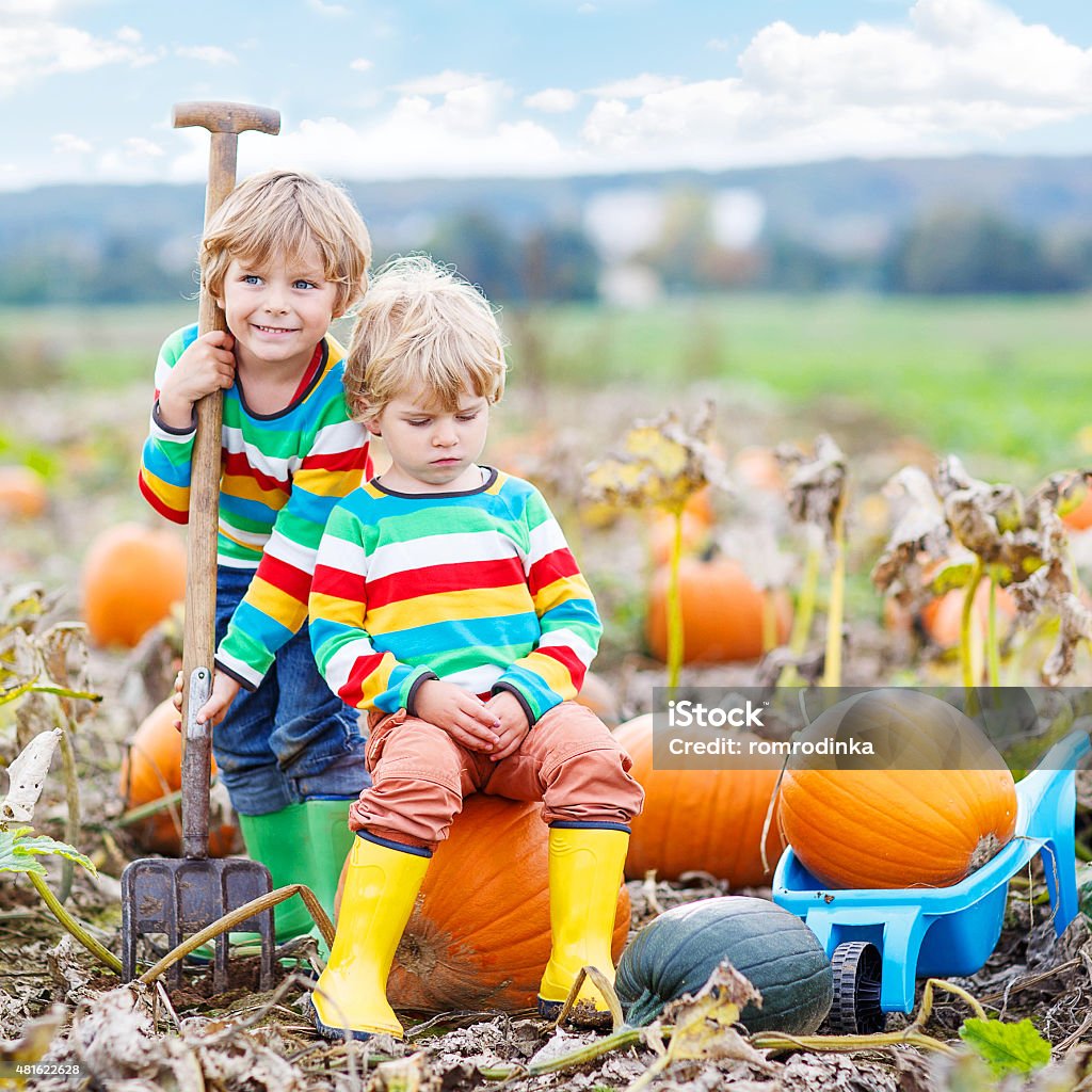 Two little kids boys sitting on big pumpkins on patch Two little kids boys sitting on big pumpkins on autumn day, choosing squash for halloween or thanksgiving on pumpkin patch. Having fun with farming. 2015 Stock Photo