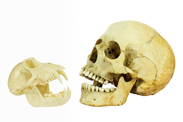 istock Human and monkey skull opposite of each other 481625185