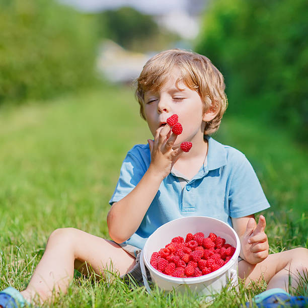 istock Little blond boy happy about his harvest on raspberry farm 481625872