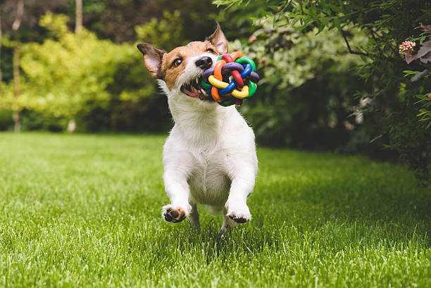 istock Dog running with a colourful ball 481625910