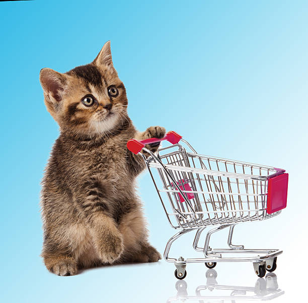 istock british cat with shopping cart 481625923